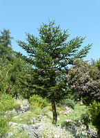 Abies nebrodensis (Lojac.) Mattei – Photo: Andrea Moro 2008, Dryades TSB55369.jpg