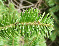 Abies recurvata Mast. – Photo: Andrea Moro 2008, Dryades TSB58417.jpg