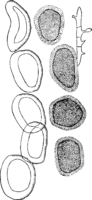 Endophyllum sempervivi (A. et S.) de By. Abb1071 (Gäumann 1959, Rostpilze Mitteleuropas).png