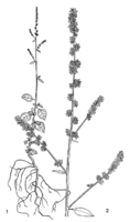 Linedrawing Celosia trigyna.gif