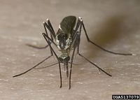 Aedes triseriatus IPM5137079.jpg