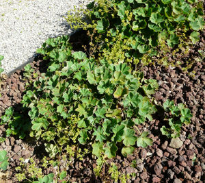 Alchemilla acutiloba plant (04).jpg