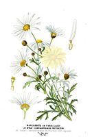 Argyranthemum frutescens - 001x.jpg