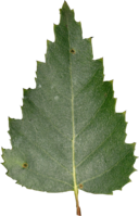 Betula pendula Blatt-SRothbauer.png