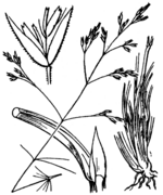 Schematic drawing of Deschampsia media (Gouan) Roem. & Schult. (drawing 4048 of Coste & Flahault 1906)