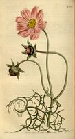 Cosmos bipinnatus - 001x.jpg