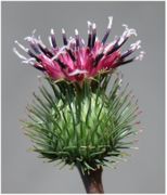 Composite flower of Arctium minus (Hill) Bernh.