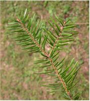 Abies nordmanniana (Steven) Spach – Photo: Andrea Moro 2005, Dryades TSB28075.jpg