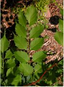 Campsis radicans (L.) Seem. ex Bureau