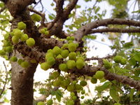 "Amla in Salem".jpg