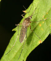 Aedes vexans BugGuide74678.jpg