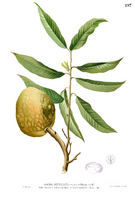 Annona reticulata Blanco1.197.png