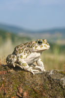 Bufotes balearicus female.jpg