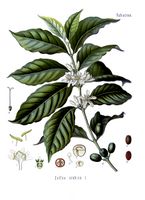 Coffea arabica -Köhler.jpg