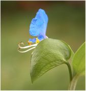 Commelina communis L.