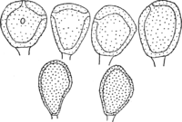 Hyalopsora polypodii (Pers.) Magn. Abb0028 (Gäumann 1959, Rostpilze Mitteleuropas).png