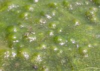 Algae-oxygen-bubbles.jpg