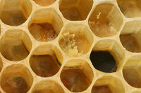 Apis mellifera carnica comb.jpg