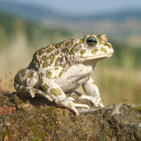 Bufotes balearicus female quadrat.jpg