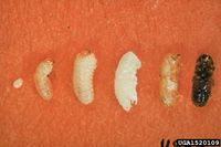 Dendroctonus frontalis IPM1520109.jpg