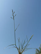 Plant of Puccinellia distans (Jacq.) Parl. (photo Andrea Moro 2011)