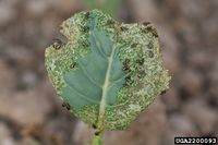 Phyllotreta cruciferae IPM2200093.jpg