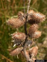 Xanthium strumarium IPM5401400.jpg