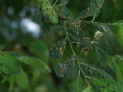 Pflanzengalle Aculus laevis auf Salix aurita (Blattoberseite)