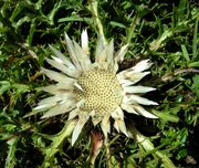 Flower of Carlina acaulis L. subsp. acaulis (photo Andrea Moro 2003)