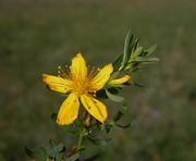 Inflorescence of Hypericum perforatum L. subsp. perforatum (photo Andrea Moro 2005)