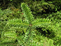 Abies numidica de Lannoy ex Carrière – Photo: Andrea Moro 2007, Dryades TSB45454.jpg