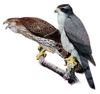 Accipiter gentilisAAP045CA.jpg