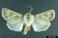 Agrotis orthogonia IPM5511795.jpg