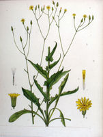 Crepis pulchra.jpg