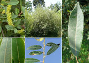 Morphological summary of Salix triandra L. s.l. (photos Andrea Moro)