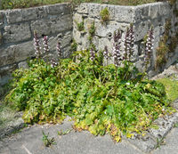 Acanthus mollis L. – Photo: Andrea Moro 2008, Dryades TSB54978.jpg