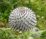 Involucre of a flower of Cirsium eriophorum (L.) Scop. subsp. eriophorum (photo Andrea Moro 2009)