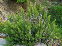 Rosmarinus officinalis 0001.JPG