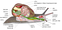 Snail diagram cs.svg