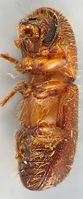 Xyleborus pubescens3.jpg