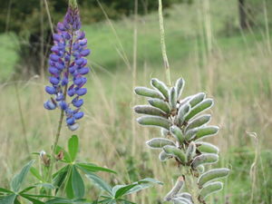 20151013Lupinus polyphyllus5.jpg