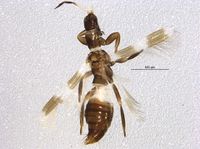 Aeolothrips albicinctus BOLDSystems.jpg