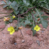 BEQ PD Diplotaxis muralis.jpg