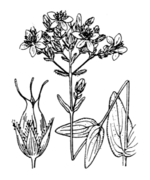 Schematic drawing of Hypericum montanum L. (drawing 688 of Coste & Flahault 1901)