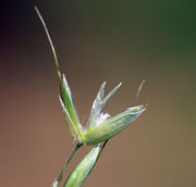 Spikelet detail of Arrhenatherum elatius (L.) P. Beauv. ex J. Presl & C. Presl subsp. elatius (photo Andrea Moro 2015)