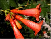 Campsis radicans (L.) Seem. ex Bureau