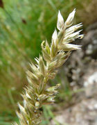 Melica ciliata L.