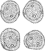 Gymnosporangium juniperinum (L.) Fr. Abb1011 (Gäumann 1959, Rostpilze Mitteleuropas).png
