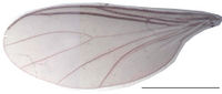 Leptosciarella nudinervis Wing KH5886.jpg