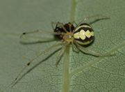 Theridion albidum BugGuide12947.jpg